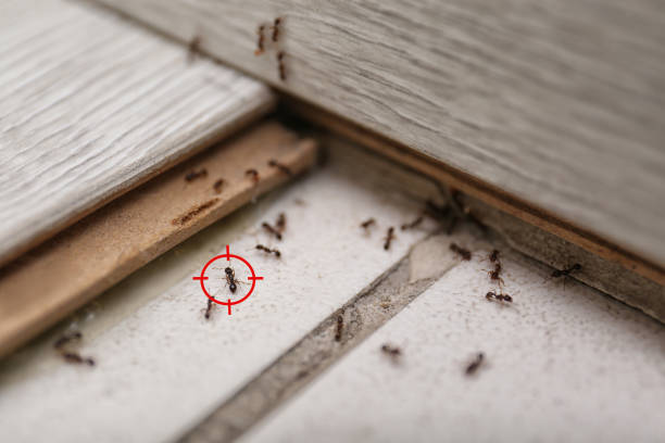 Best Residential Pest Control  in Whitwell, TN