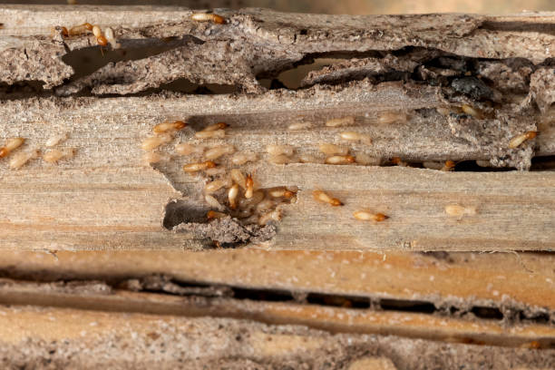 Best Mosquito Control Services  in Whitwell, TN